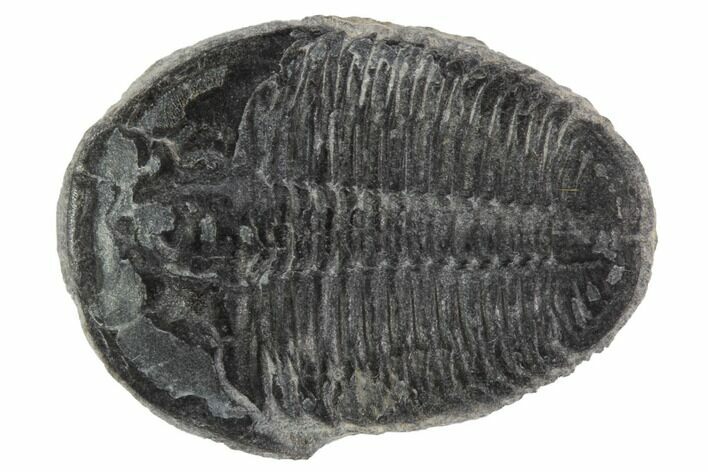 Elrathia Trilobite Fossil - Utah #97073